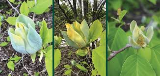 Attēlu rezultāti vaicājumam “Magnolia acuminata bud”