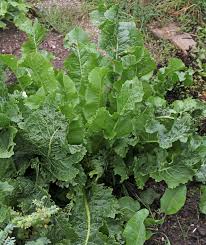 Attēlu rezultāti vaicājumam “Armoracia rusticana leaf”