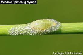 Attēlu rezultāti vaicājumam “Philaenus spumarius nymph”