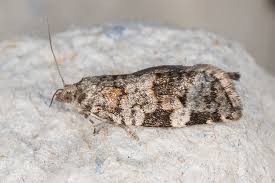 Attēlu rezultāti vaicājumam “Dichelia histrionana”