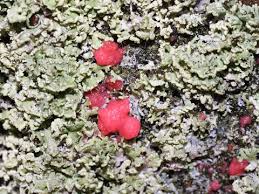 Attēlu rezultāti vaicājumam “Illosporiopsis christiansenii”