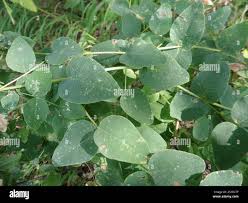 Attēlu rezultāti vaicājumam “Vicia pisiformis”