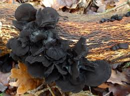 Attēlu rezultāti vaicājumam “Exidia truncata”