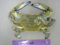 Image result for Callinectes sapidus