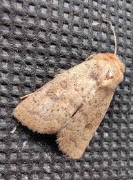 Attēlu rezultāti vaicājumam “Hoplodrina octogenaria”