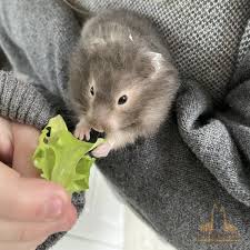 Image result for хомяк