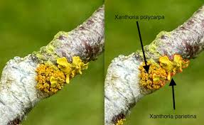 Attēlu rezultāti vaicājumam “Xanthoria parietina”