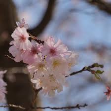 「香月さくら」の画像検索結果