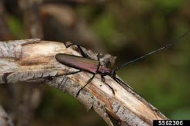 Attēlu rezultāti vaicājumam “Aromia moschata”