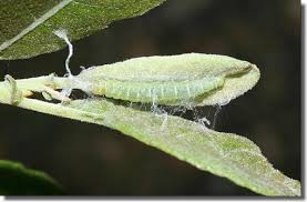 Attēlu rezultāti vaicājumam “Agonopterix ocellana”
