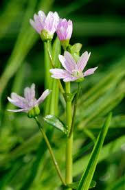 Attēlu rezultāti vaicājumam “Claytonia sibirica flower”