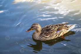 Attēlu rezultāti vaicājumam “Anas platyrhynchos female”