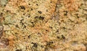 Attēlu rezultāti vaicājumam “Chaenotheca ferruginea”