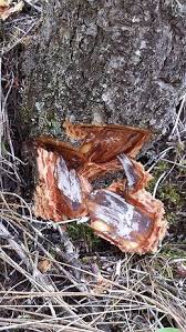 Attēlu rezultāti vaicājumam “Armillaria sp.”