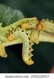 Attēlu rezultāti vaicājumam “Pristiphora maesta”