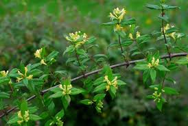 Attēlu rezultāti vaicājumam “Lonicera ferdinandii”