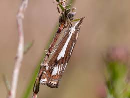 Attēlu rezultāti vaicājumam “Crambus pratella”