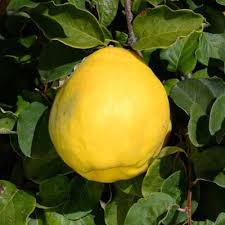 Attēlu rezultāti vaicājumam “Cydonia oblonga”