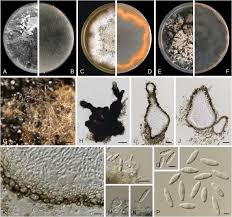 Attēlu rezultāti vaicājumam “Didymium spongiosum var. dictyospora”