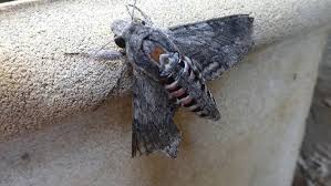 Attēlu rezultāti vaicājumam “Agrius convolvuli”