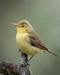 Image result for Hippolais olivetorum