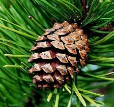Attēlu rezultāti vaicājumam “Pinus sylvestris male flower”