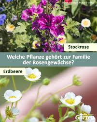 Image result for Rosengewächse