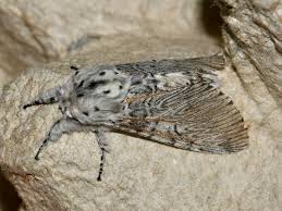 Attēlu rezultāti vaicājumam “Cerura vinula imago”