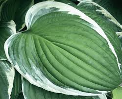 Image result for Hosta fortunei albomarginata