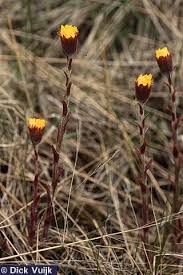 Attēlu rezultāti vaicājumam “Tussilago farfara flower”