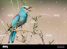 Attēlu rezultāti vaicājumam “Coracias garrulus adult”