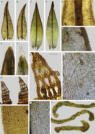 Attēlu rezultāti vaicājumam “Schistidium robustum sporophyte”