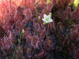 Attēlu rezultāti vaicājumam “Drosera x obovata leaf”