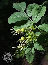 Attēlu rezultāti vaicājumam “Rosa glabrifolia”