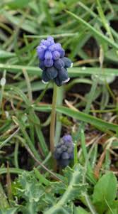Attēlu rezultāti vaicājumam “Muscari neglectum”