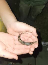 Attēlu rezultāti vaicājumam “Lophozia laxa macro”