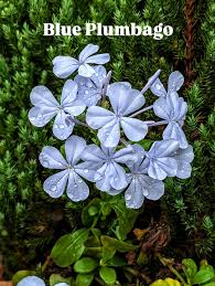 Attēlu rezultāti vaicājumam “Plumbaginaceae”