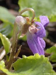 Attēlu rezultāti vaicājumam “Viola x williamsii flower”