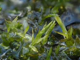 Attēlu rezultāti vaicājumam “Calliergon cordifolium”