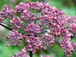 Image result for Angelica silvestris