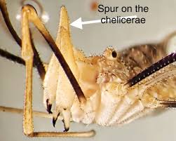 Attēlu rezultāti vaicājumam “Phalangium opilio”