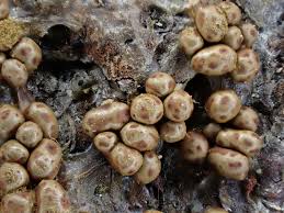 Attēlu rezultāti vaicājumam “Physarum bryomacrocarpum sessile”