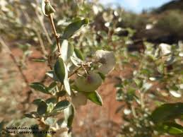 Attēlu rezultāti vaicājumam “Atriplex littoralis fruit”