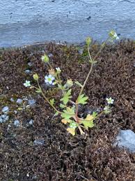 Attēlu rezultāti vaicājumam “Saxifraga tridactylites”