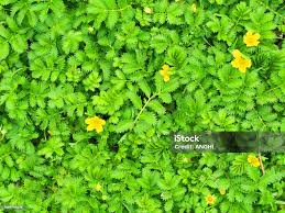 Attēlu rezultāti vaicājumam “Argentina anserina leaf”