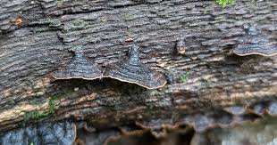 Attēlu rezultāti vaicājumam “Hymenochaete rubiginosa”