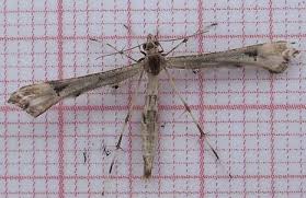 Attēlu rezultāti vaicājumam “Platyptilia tesseradactyla”