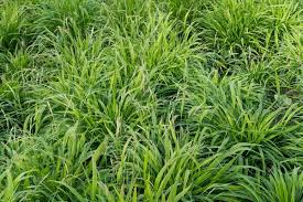 Attēlu rezultāti vaicājumam “Brachypodium sylvaticum leaf”