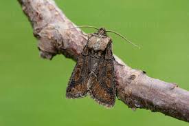 Attēlu rezultāti vaicājumam “Allophyes oxyacanthae”