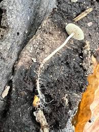 Attēlu rezultāti vaicājumam “Collybia tuberosa”